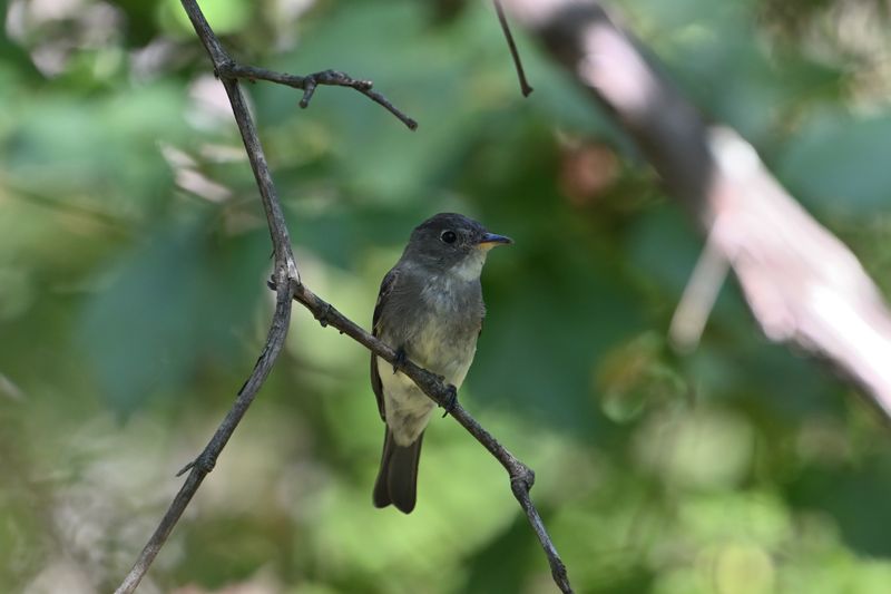 Eastern Wood-Pewee