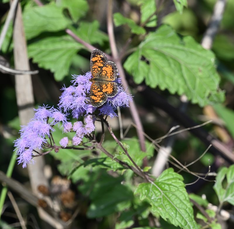 Pearl Crescent Butterfly on Blue Mistflower