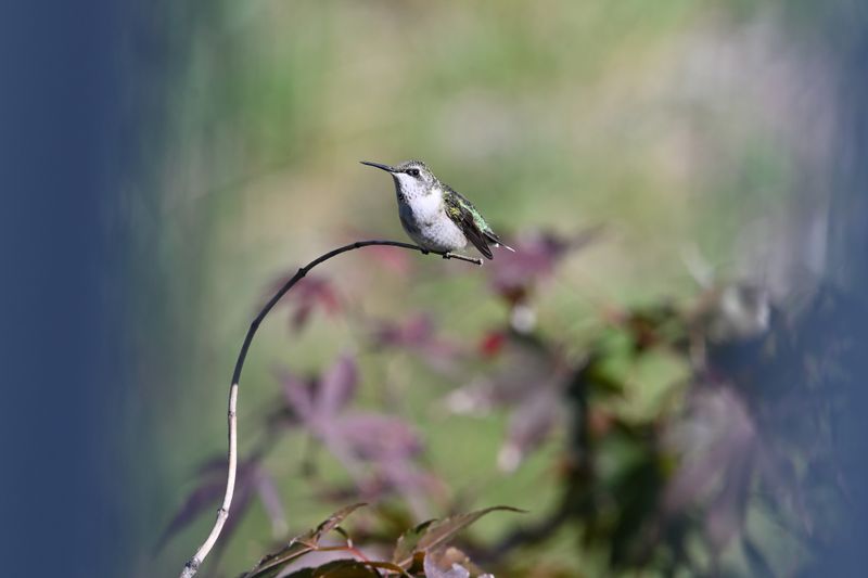 Ruby-throated Hummingbird