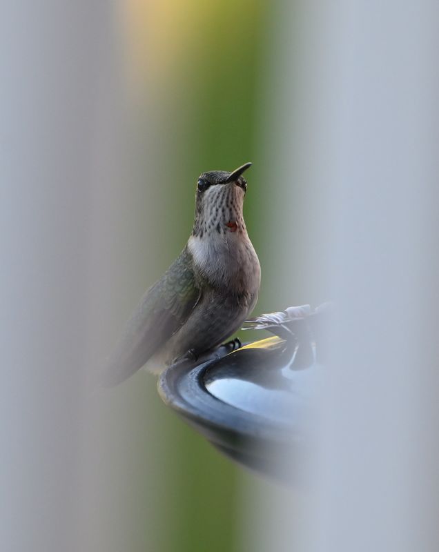 Ruby-throated Hummingbird