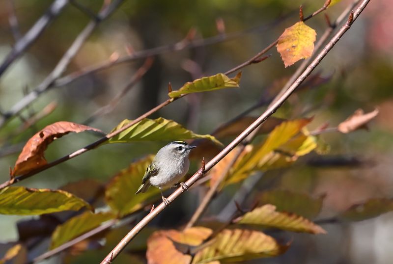 Golden-crowned Kinglet