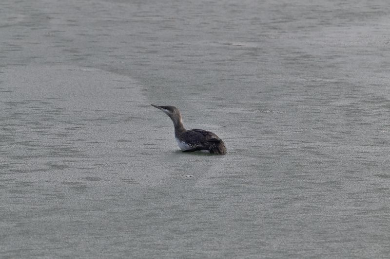 Red-throated Loon