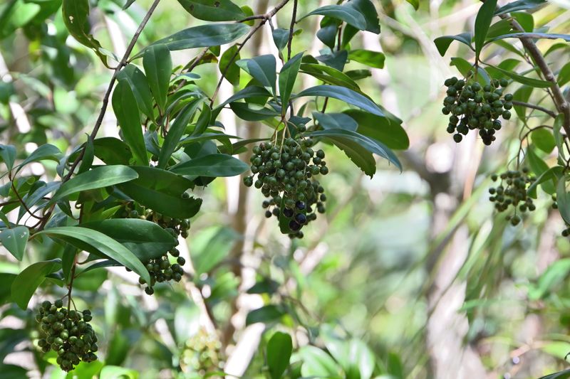 Marlberry