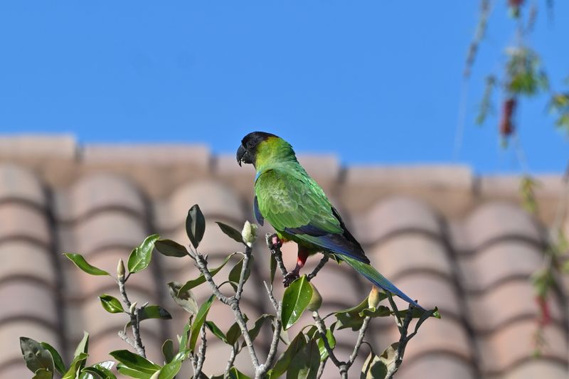 Nanday Parakeet