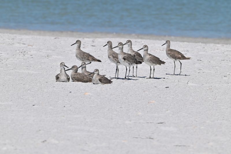 Willets