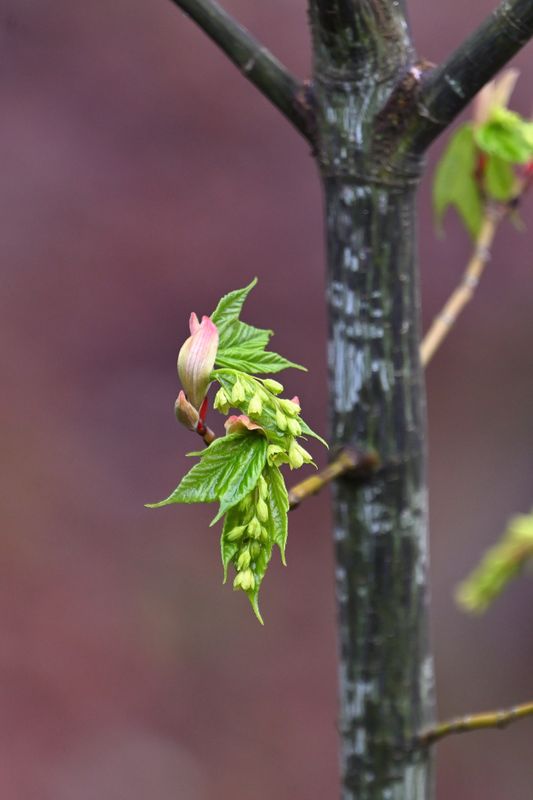 Early Spring Sugar Maple Tree