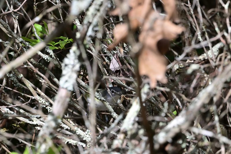 Blue-headed Vireo