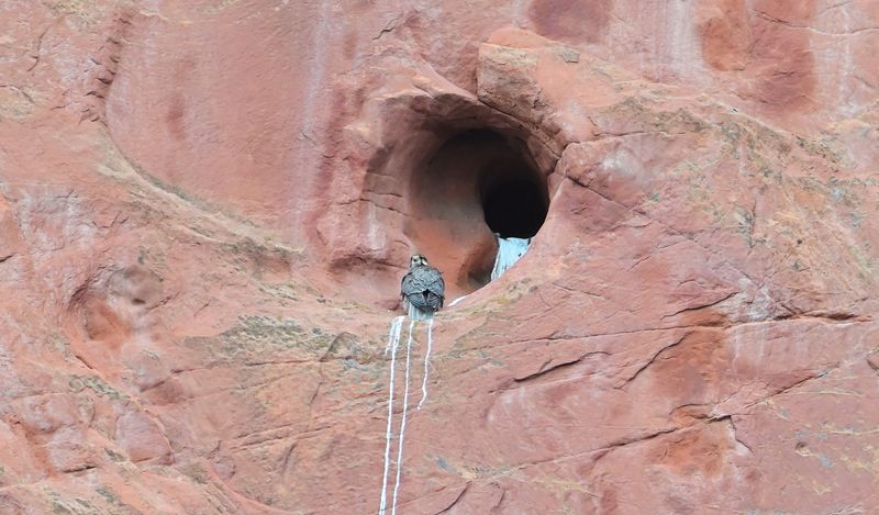 Peregrine Falcon