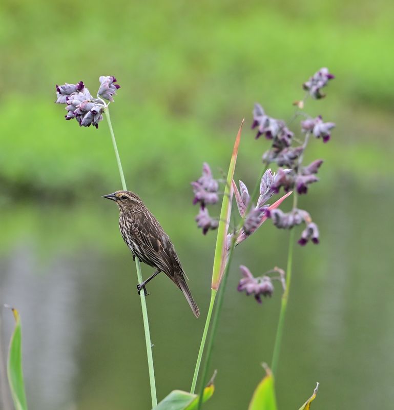 Red-winged Blackbird (female)