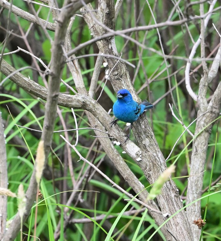 Indigo Bunting
