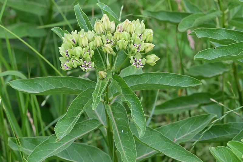 Green antelopehorn Milkweed