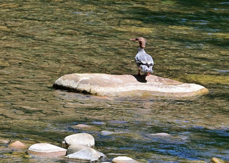 Common Merganser