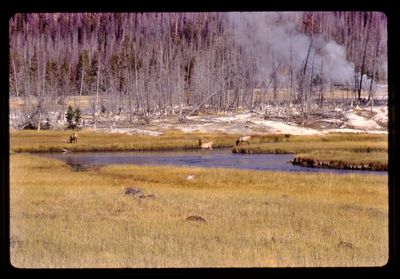 Yellowstone Elk