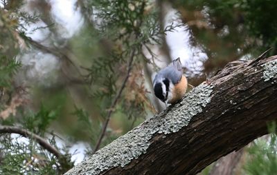 Red-breasted Nuthatch