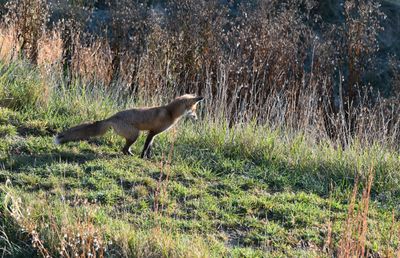 Red Fox