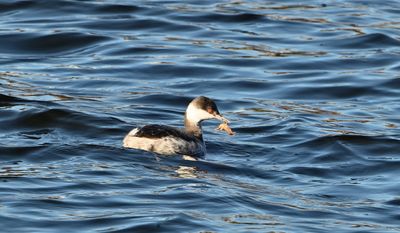 Horned Grebe