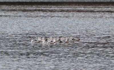 Ring-billed Gulls