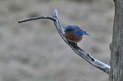 Eastern Bluebird (male)