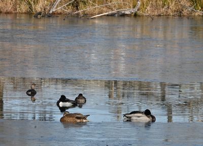 An Unlikely Group of Waterfowl
