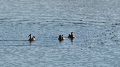 Ruddy Ducks