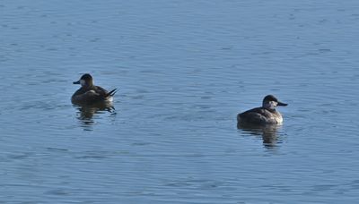 Ruddy Ducks