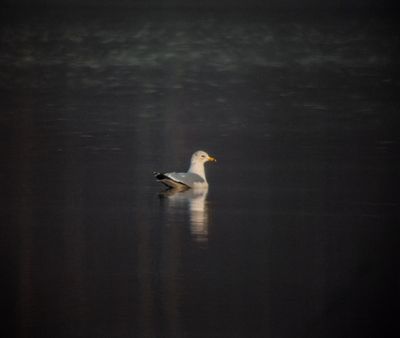 Ring-billed Gull