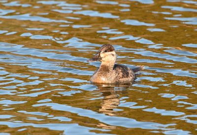 Ruddy Duck