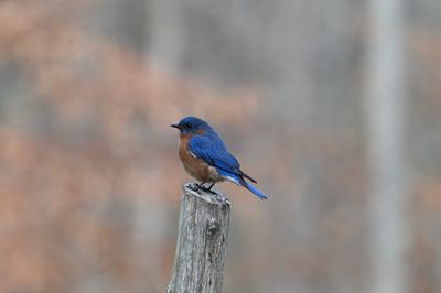 Eastern Bluebird (M)