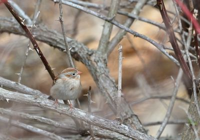 Field Sparrow