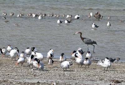 Reddish Egret