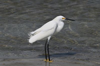 Snowy Egret