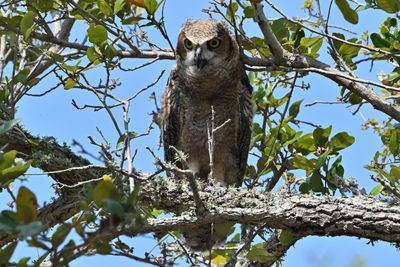 Great Horned Owl (Juvenile)