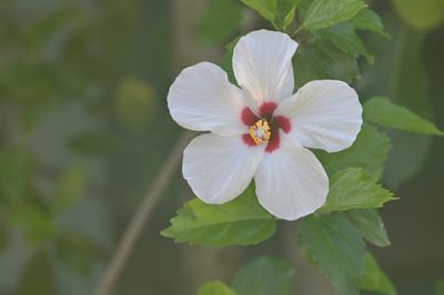 Florida Luna White Hibiscus