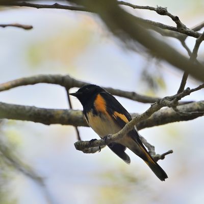 American Redstart Warbler