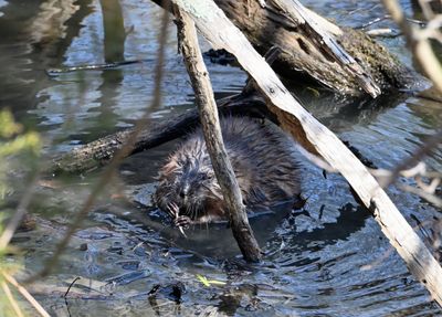 American Beaver