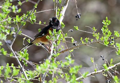 Eastern Towhee (M)