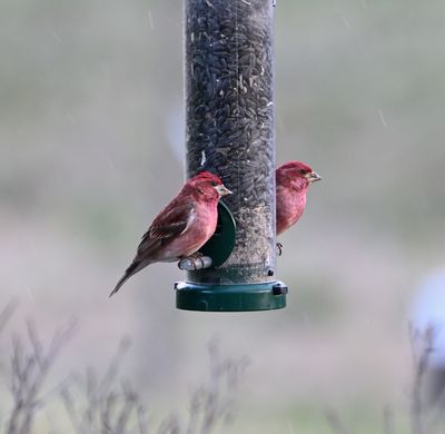 Purple Finch