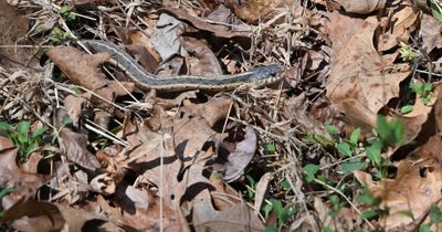 Eastern Garter Snake