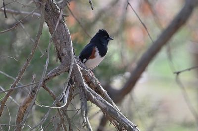 Eastern Towhee (Male)