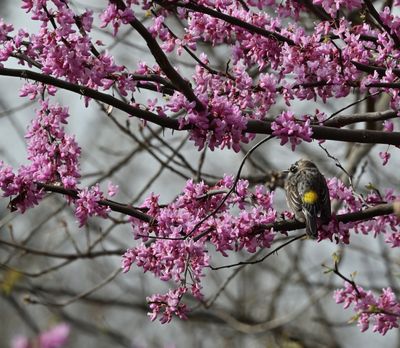 Yellow-rumped Warbler