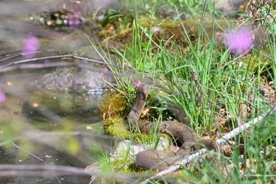 Northern Wartersnake