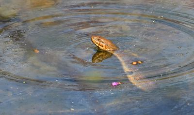 Northern Watersnake