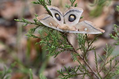 Giant Silk Moth