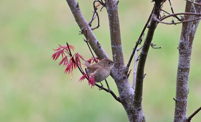 House Wren