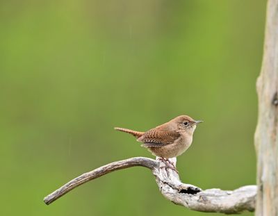 House Wren