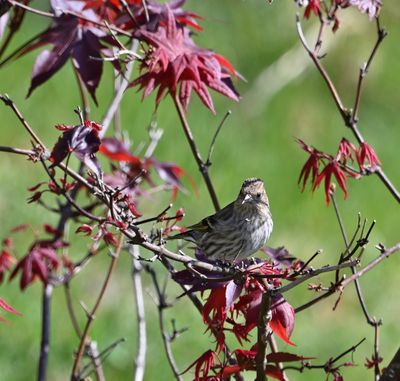 Pine Siskin