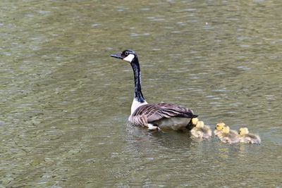 Mom with five Goslings
