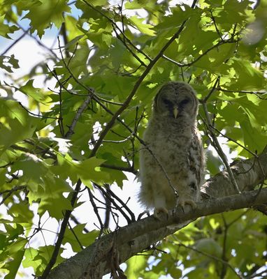 Barred Owl (Juvenile)