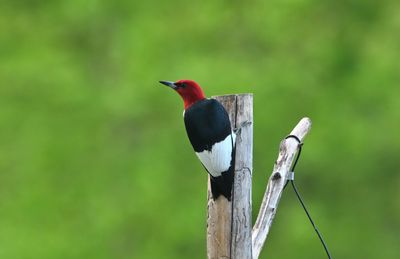 Red-headed Woodpecker