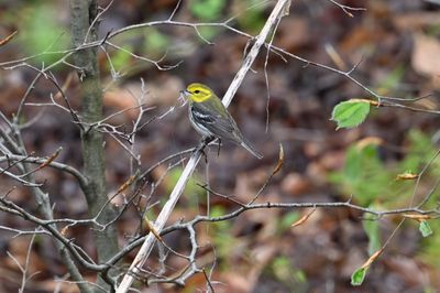 Black-throated Green Warbler (Female)